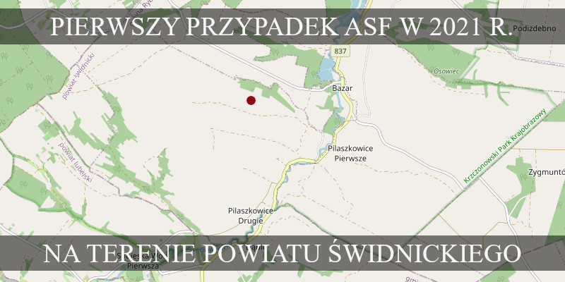 Pierwszy przypadek ASF na terenie powiatu świdnickiego w 2021 r.
